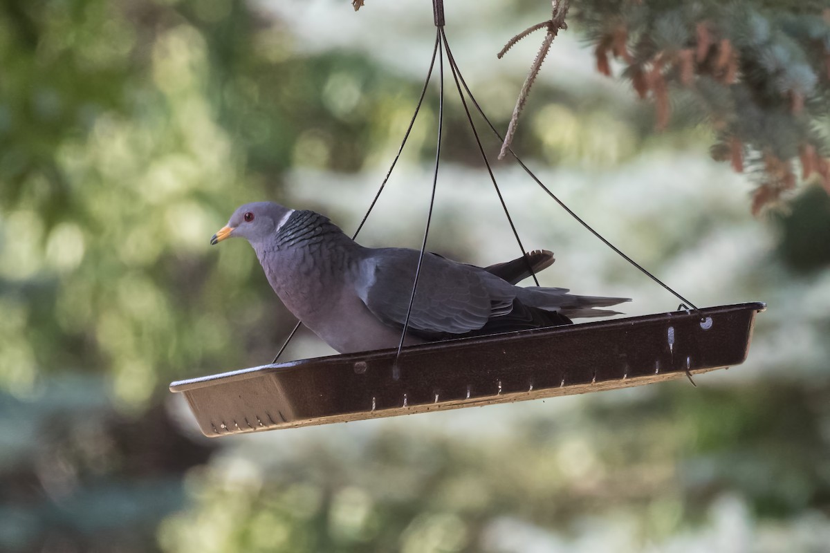 Band-tailed Pigeon - ML623194173