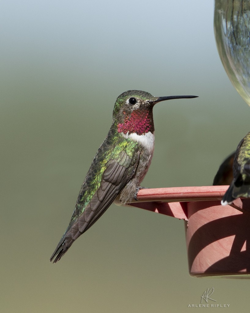 Broad-billed Hummingbird - ML623194176