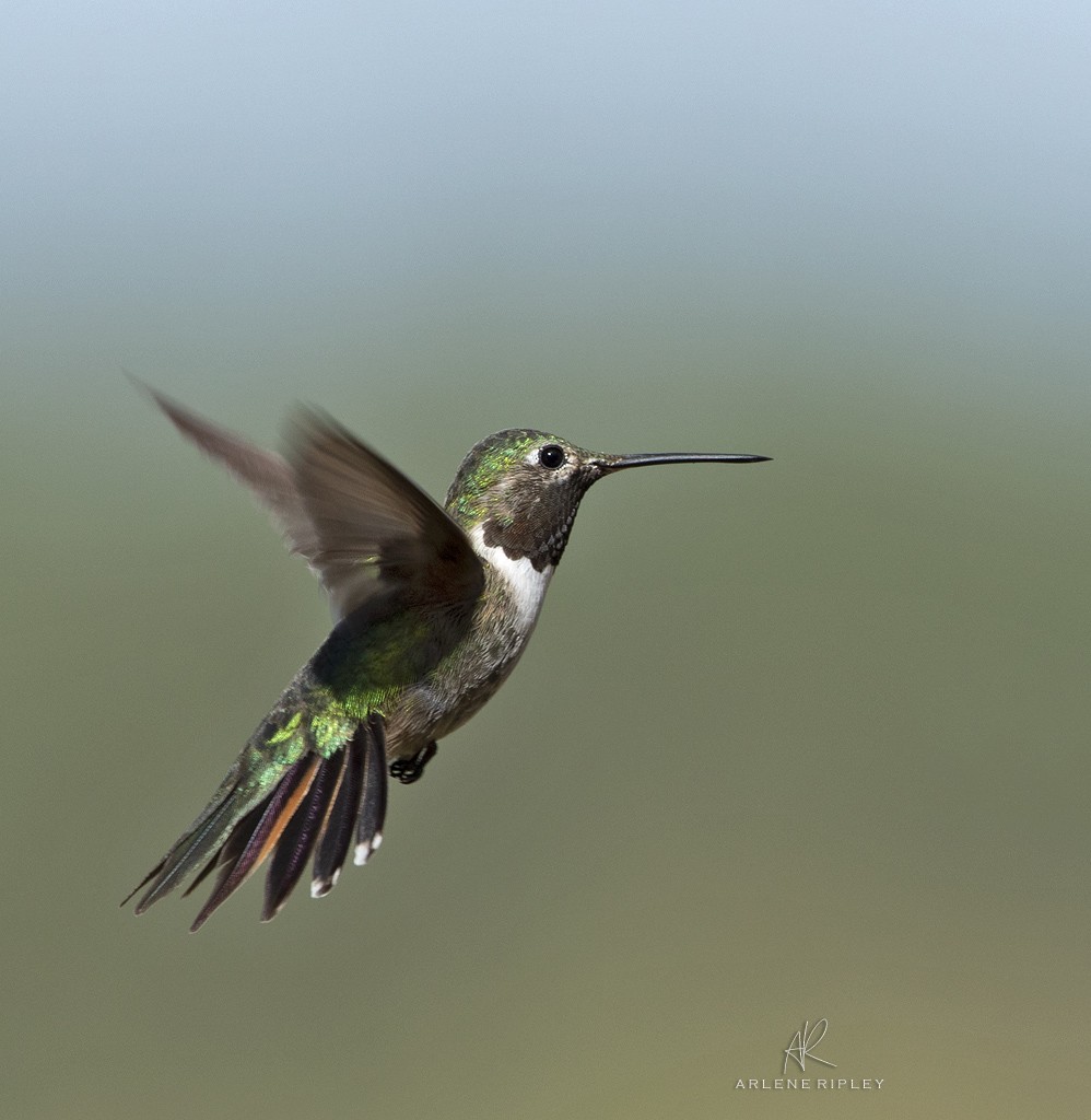 Colibrí Piquiancho Común - ML623194181