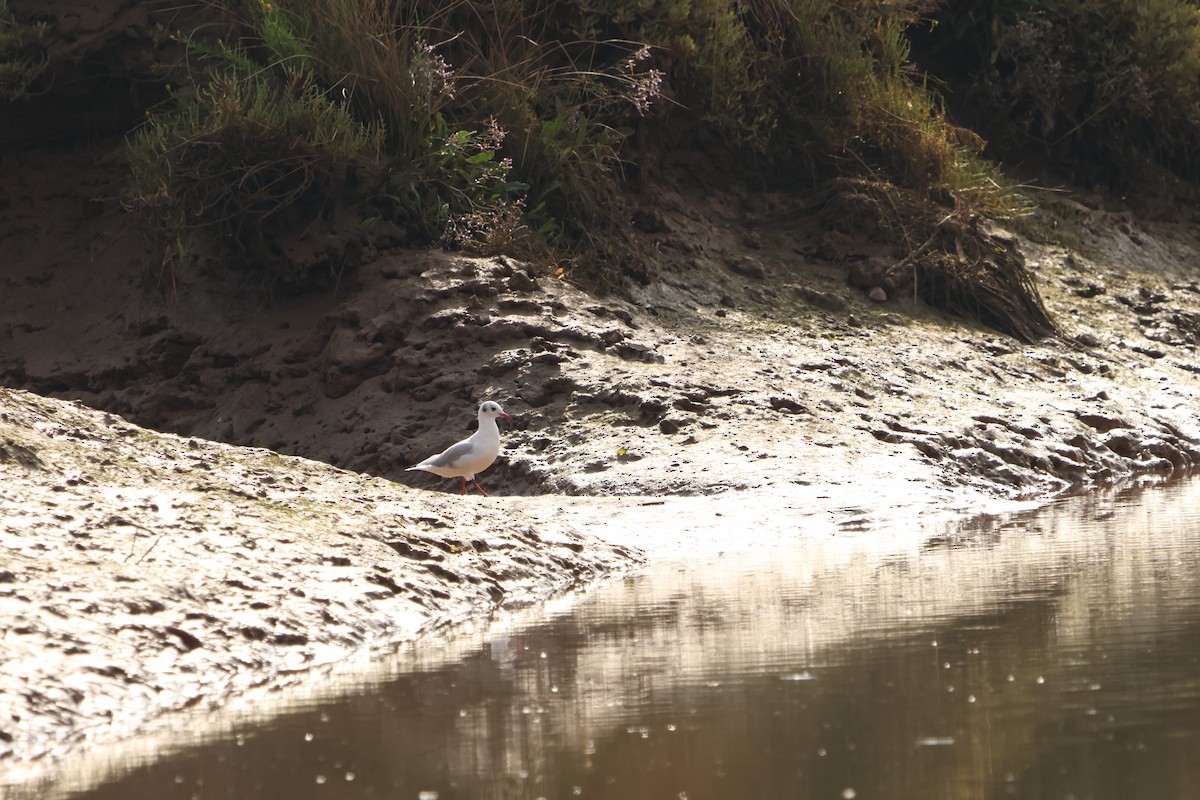 Black-headed Gull - ML623194185