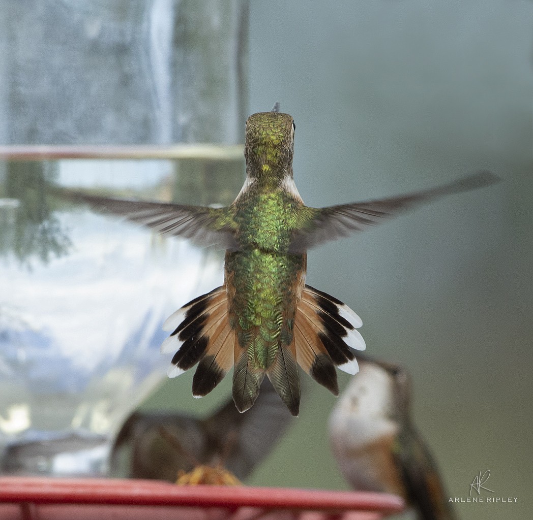 Rufous Hummingbird - ML623194186