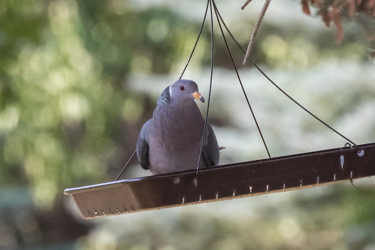 Band-tailed Pigeon - ML623194187