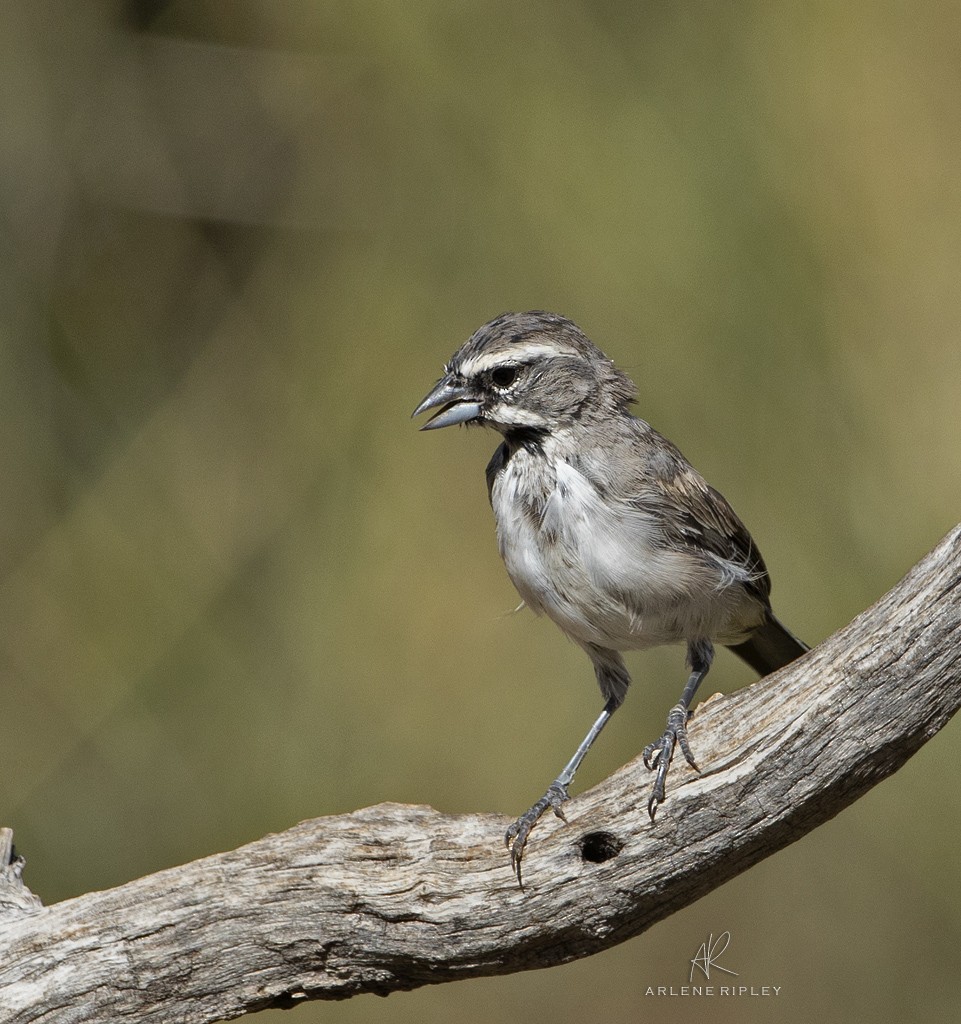 Black-throated Sparrow - ML623194191