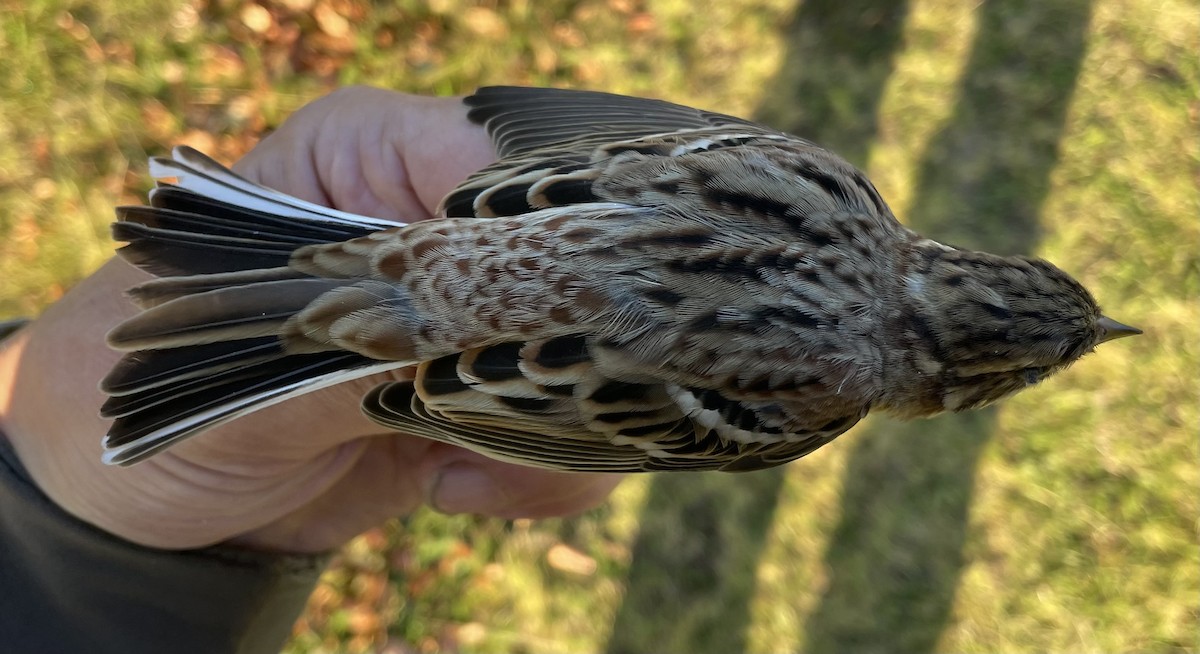 Rustic Bunting - ML623194278