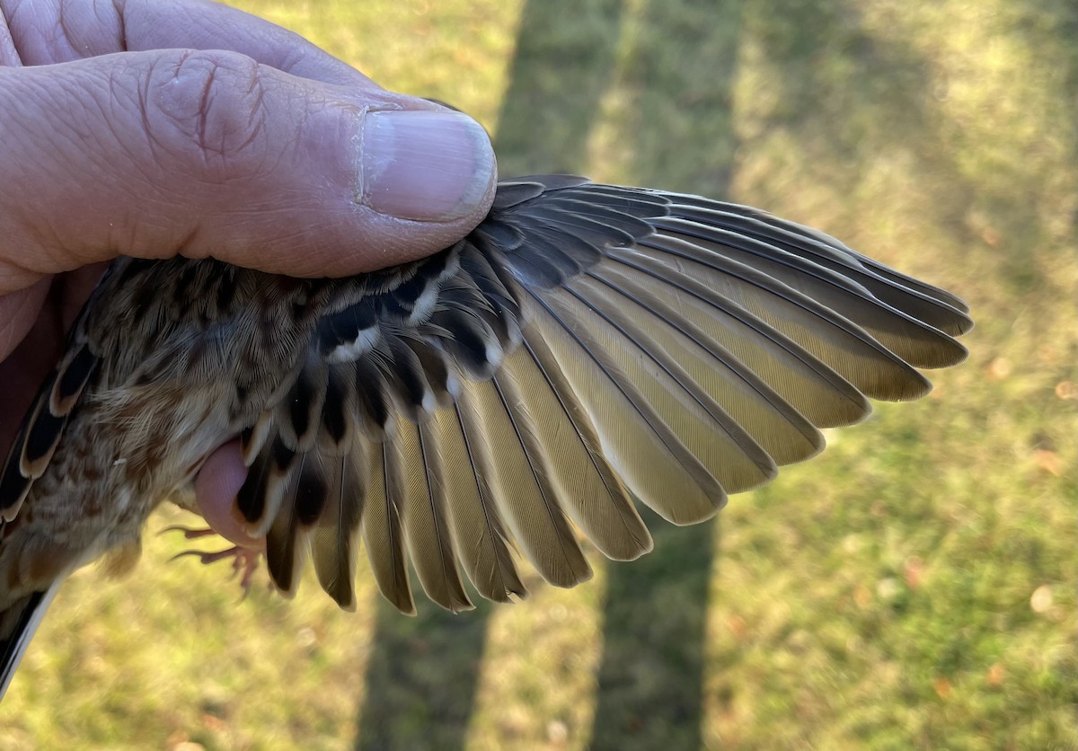 Rustic Bunting - ML623194279