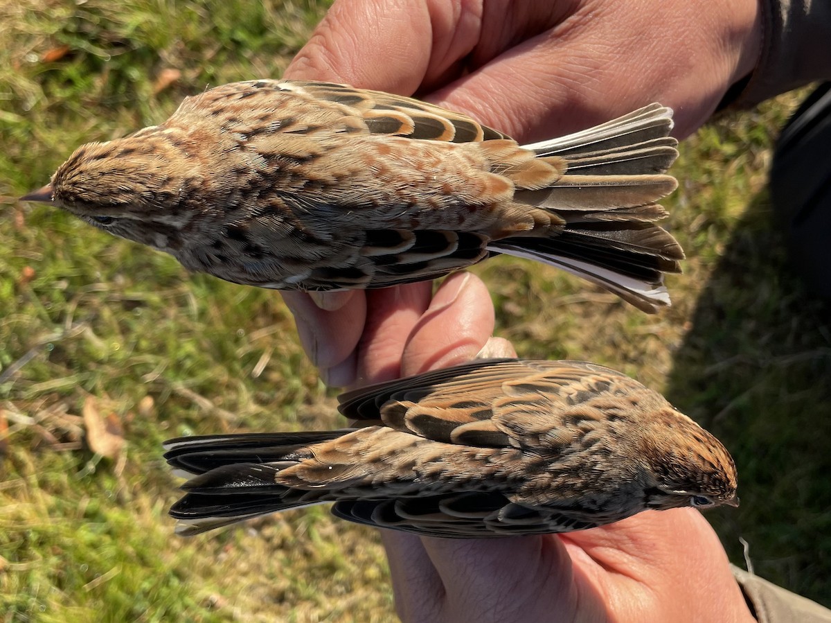 Rustic Bunting - ML623194280