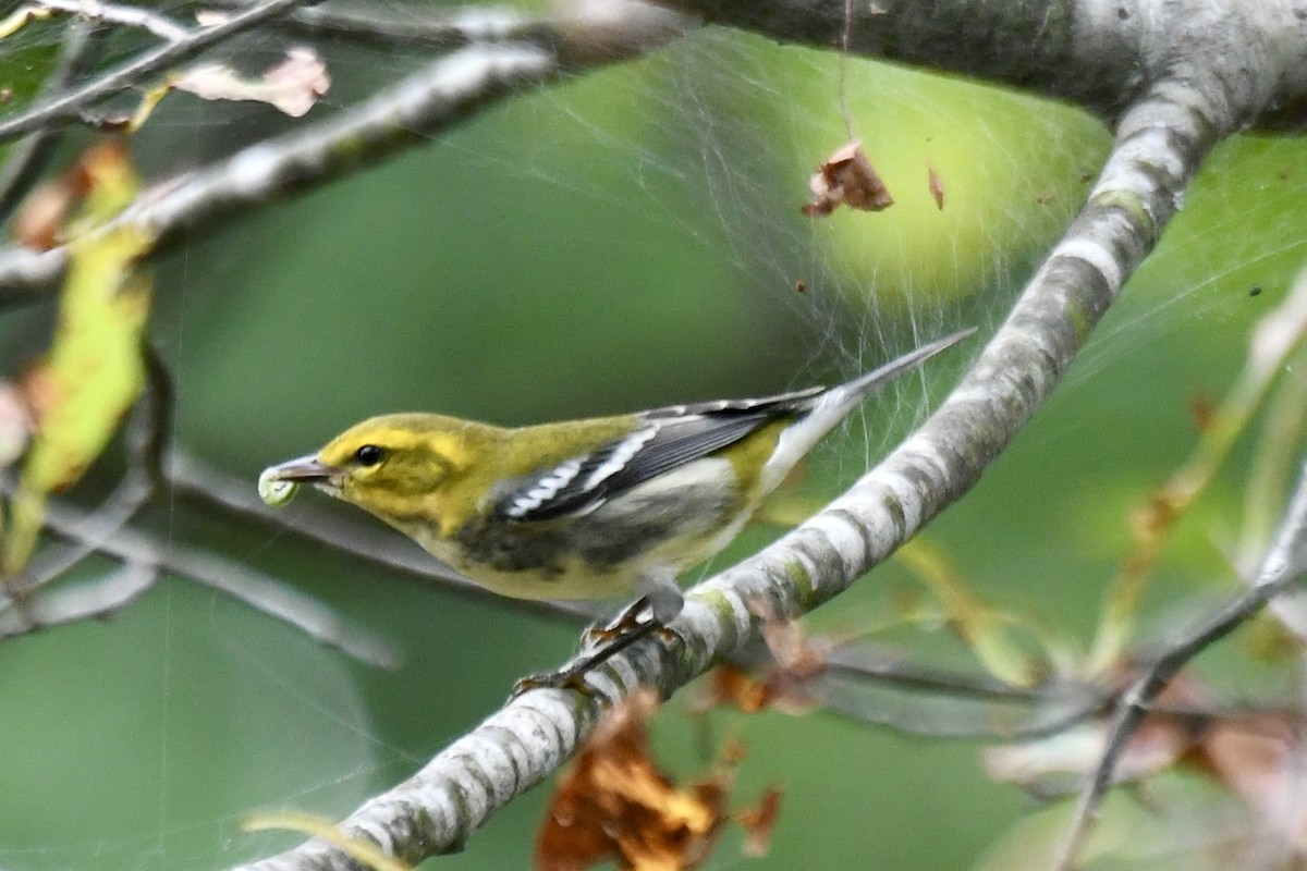 Black-throated Green Warbler - ML623194343