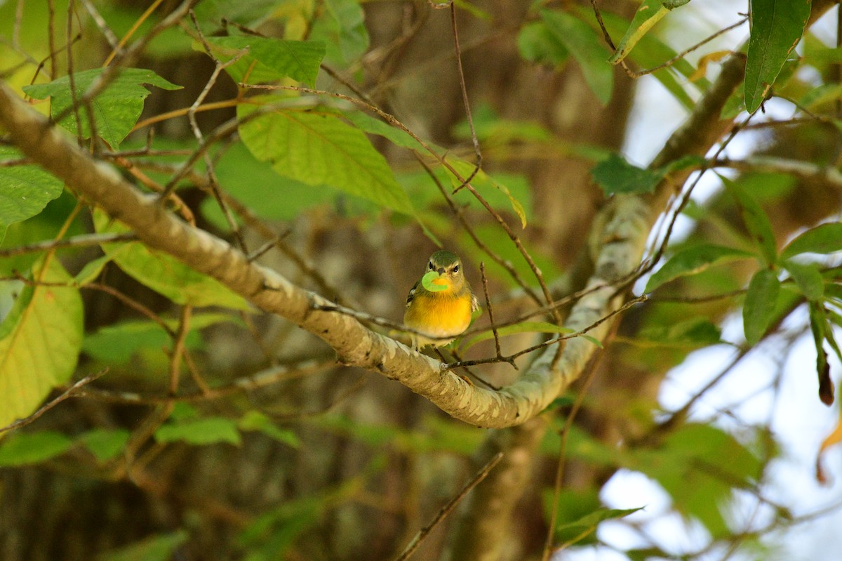 Northern Parula - John Becker