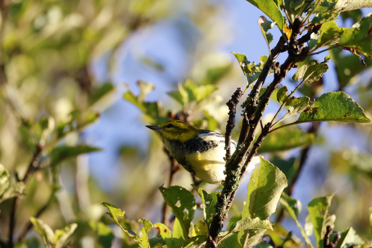 Black-throated Green Warbler - ML623194382