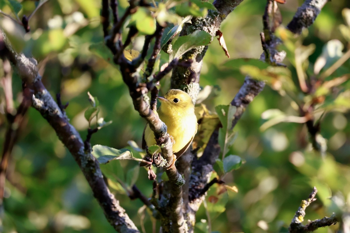 Wilson's Warbler - ML623194385