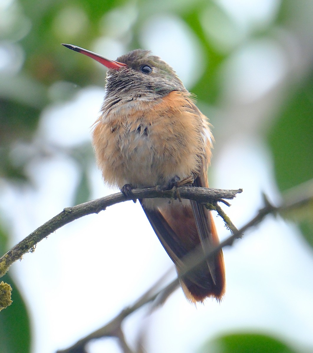 Amazilia Hummingbird - ML623194396