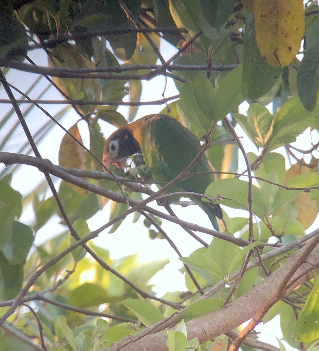 Brown-hooded Parrot - ML623194408