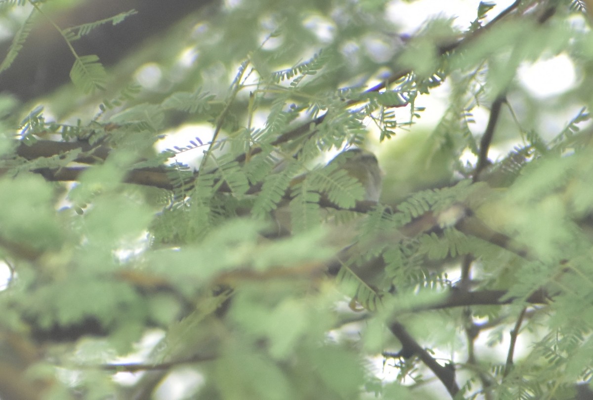 Western Crowned Warbler - ML623194427