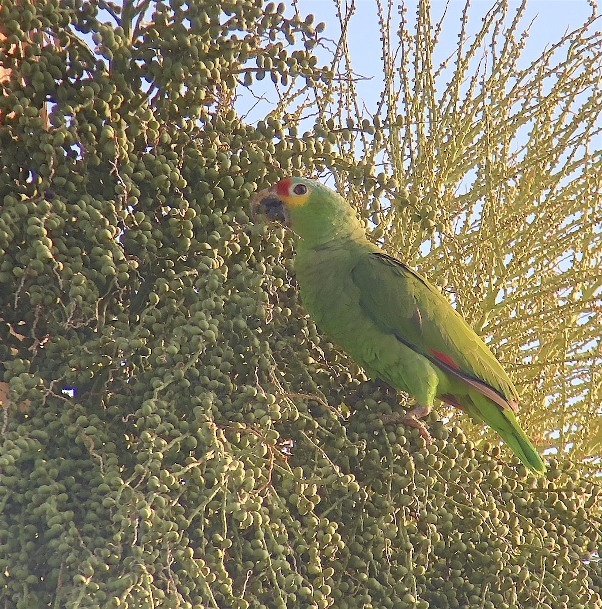 Red-lored Parrot - ML623194430