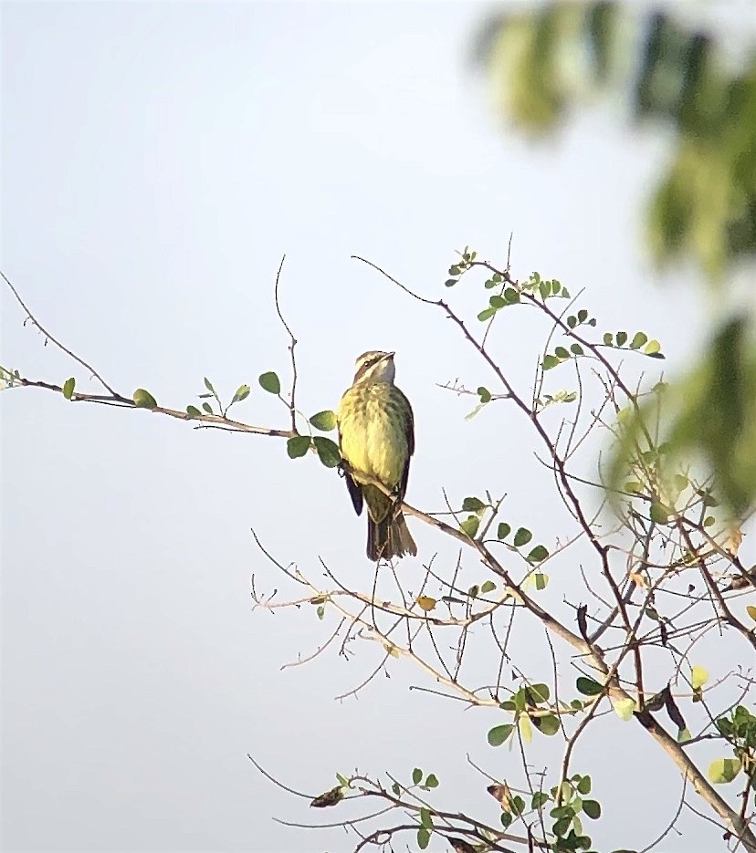 Piratic Flycatcher - ML623194446