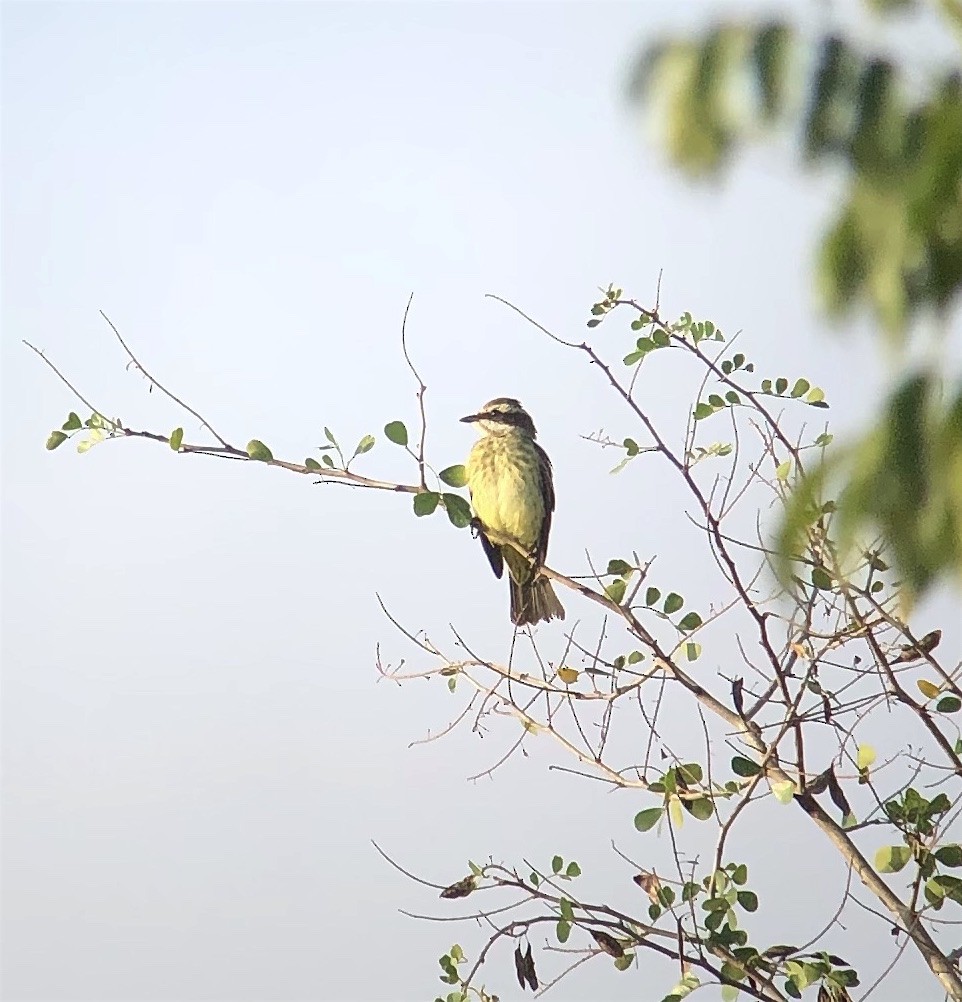 Piratic Flycatcher - ML623194448