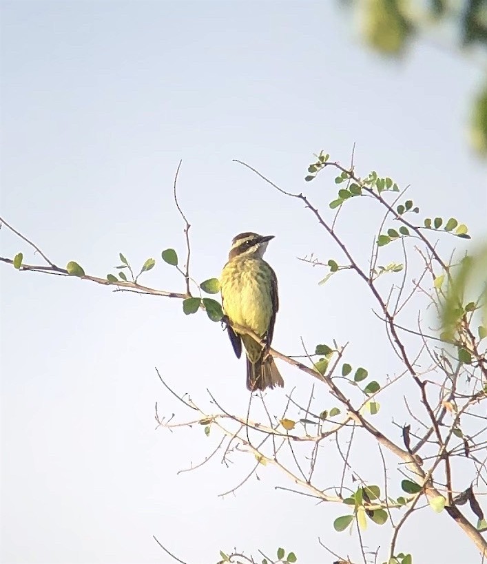 Piratic Flycatcher - ML623194479