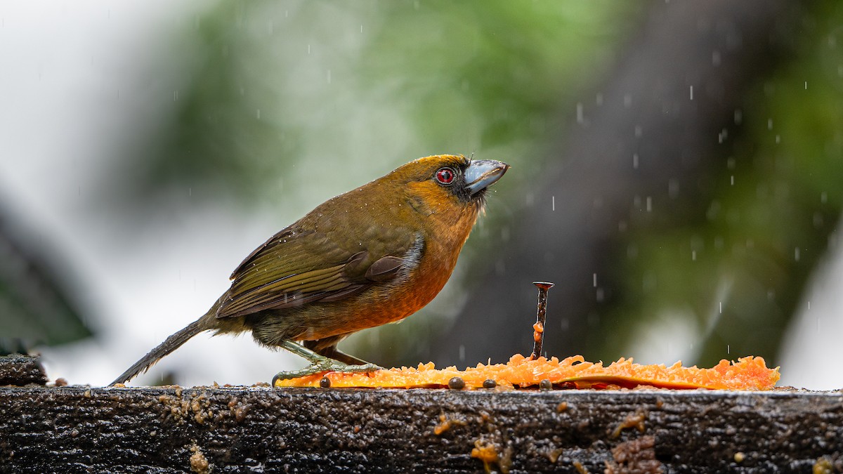 Prong-billed Barbet - praveen Rao koli