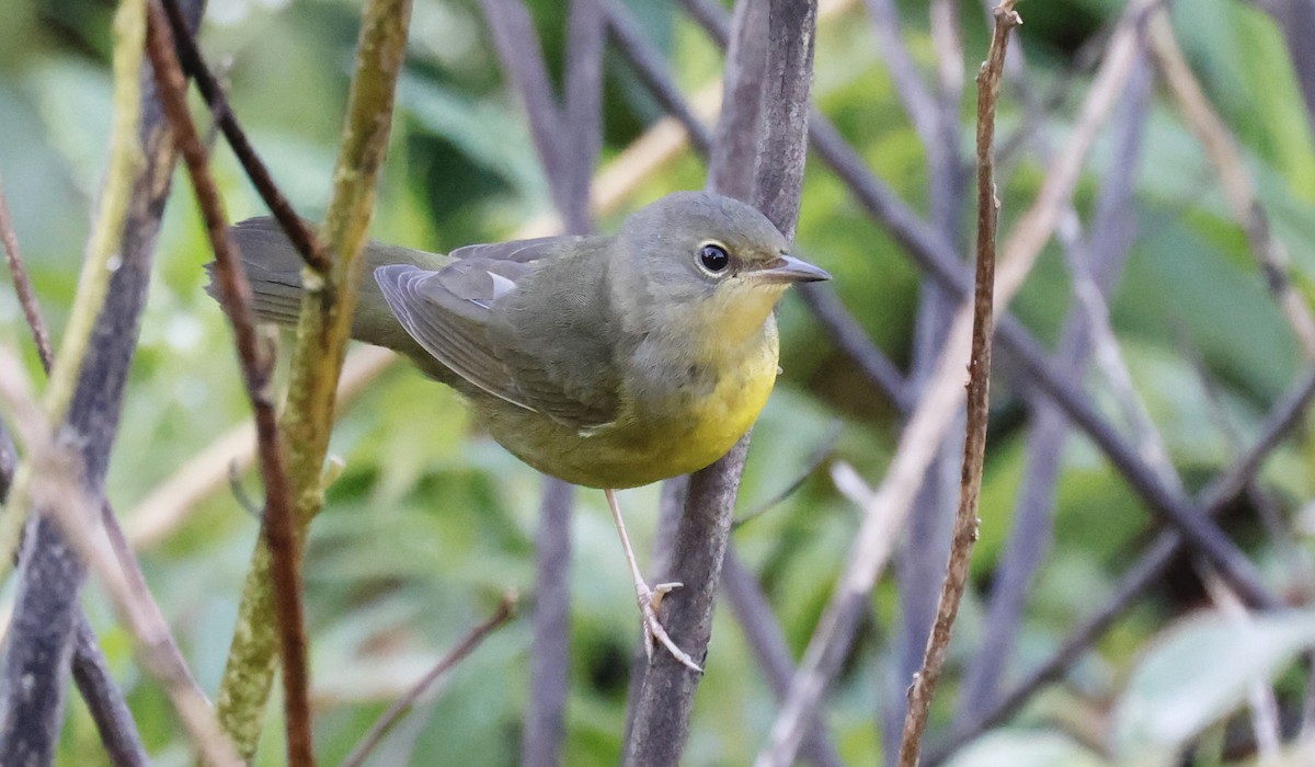 Mourning Warbler - Anne Bielamowicz