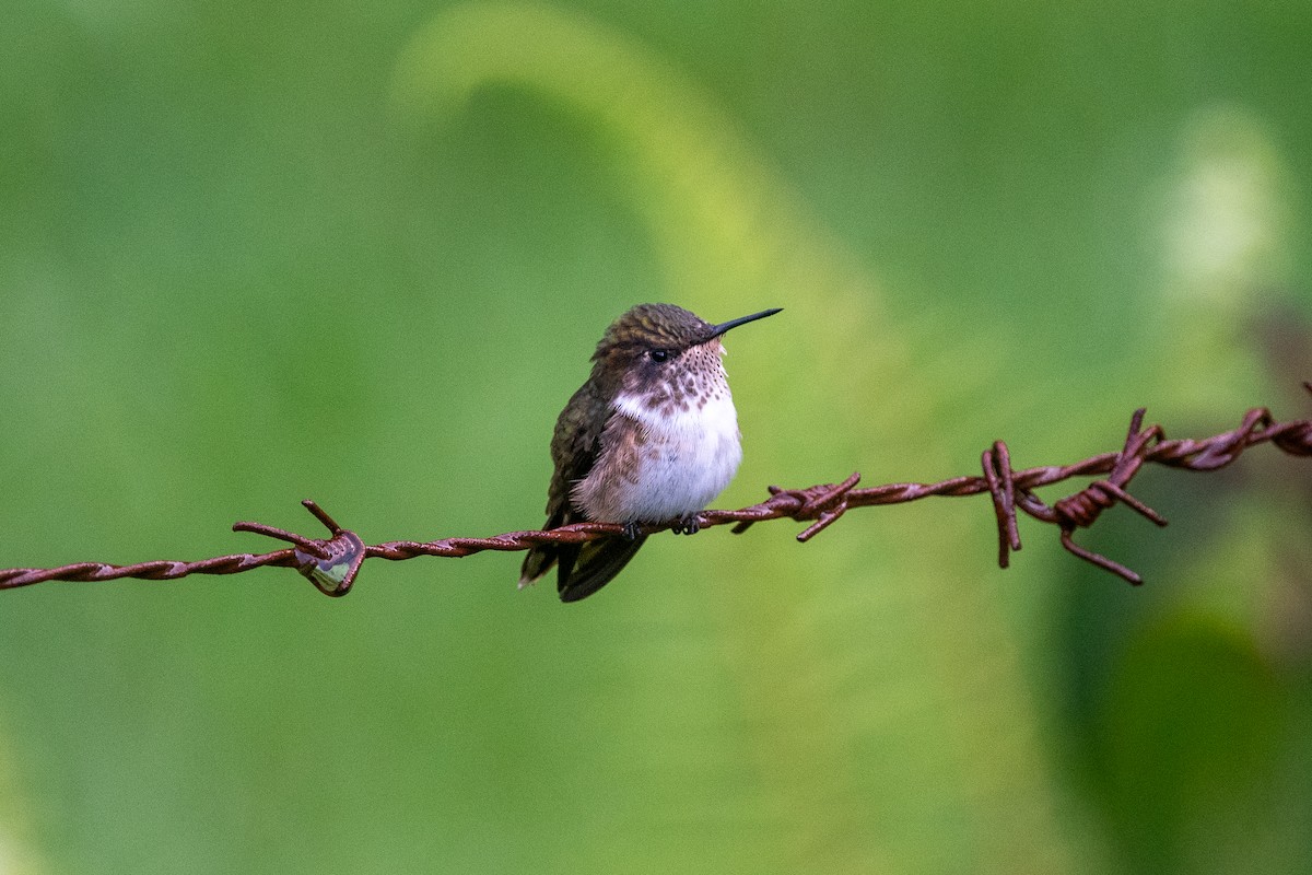 Volcano Hummingbird - ML623194507