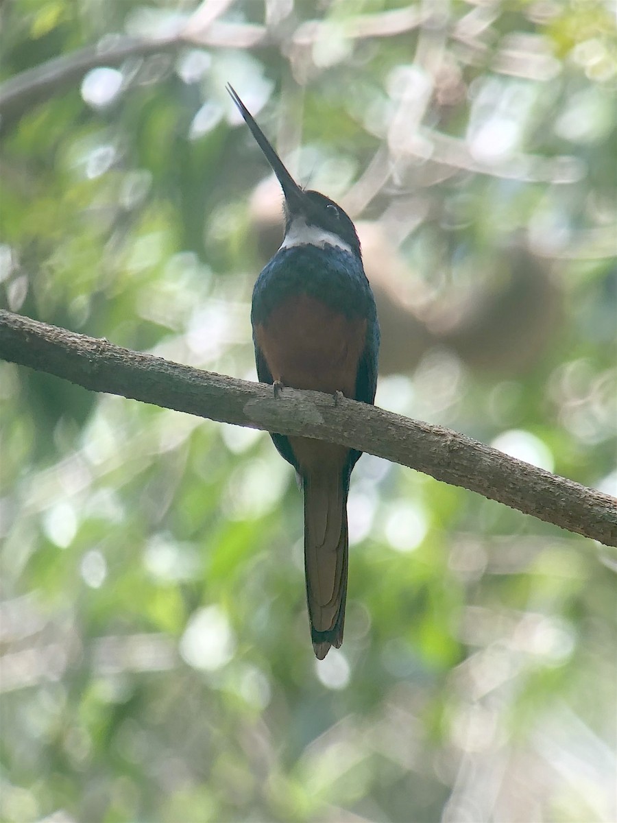 Rufous-tailed Jacamar - ML623194511