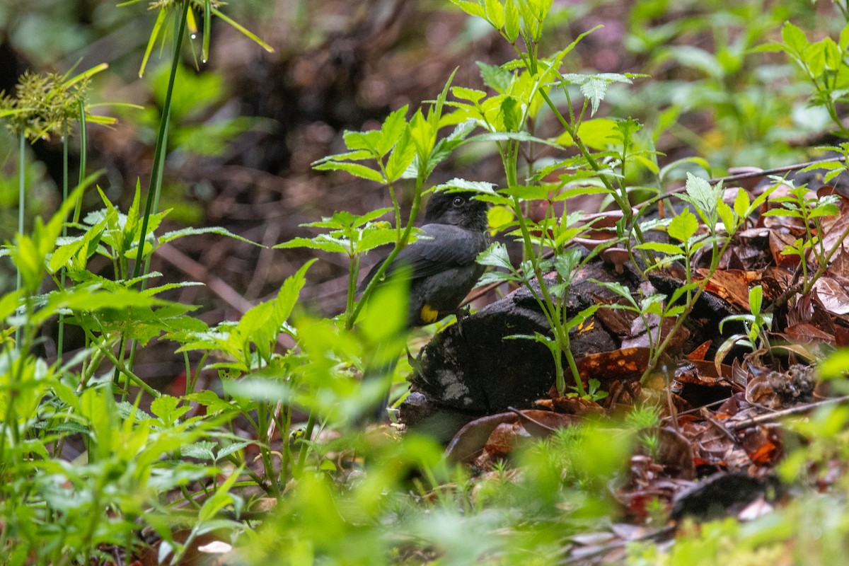 Yellow-thighed Brushfinch - ML623194517