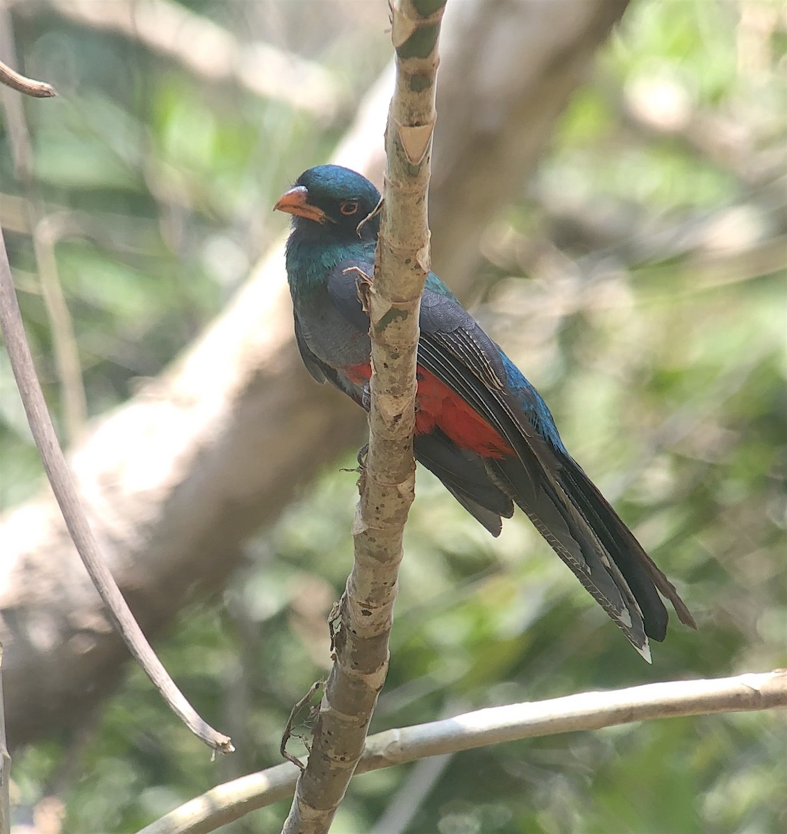 Slaty-tailed Trogon (Massena) - ML623194531