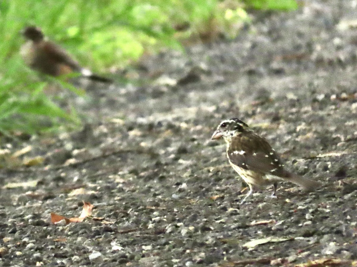 Rose-breasted Grosbeak - ML623194635