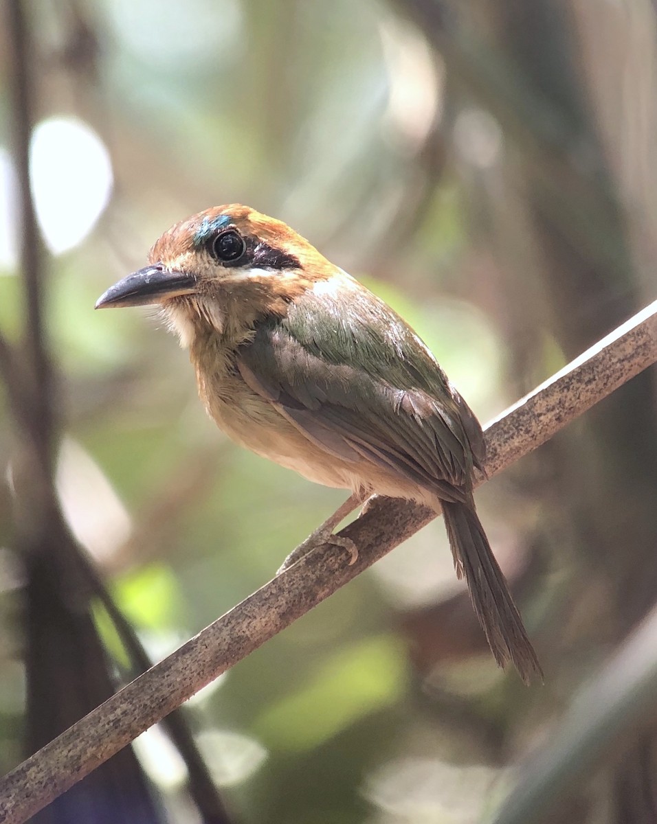 Tody Motmot - ML623194639