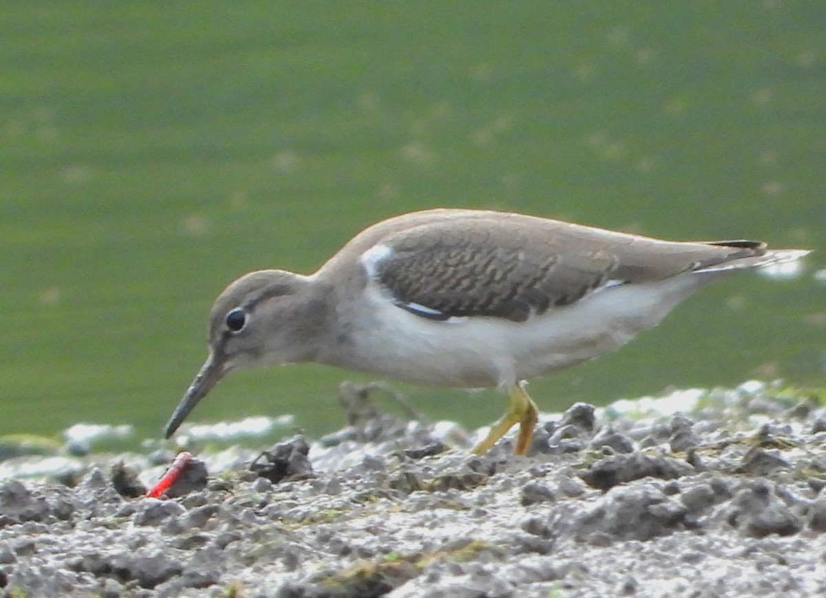 Spotted Sandpiper - ML623194643