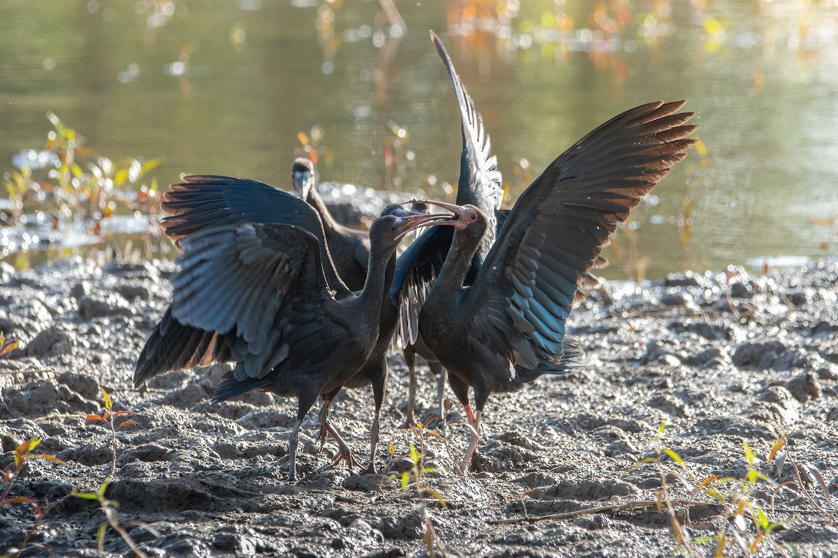 Bare-faced Ibis - ML623194644