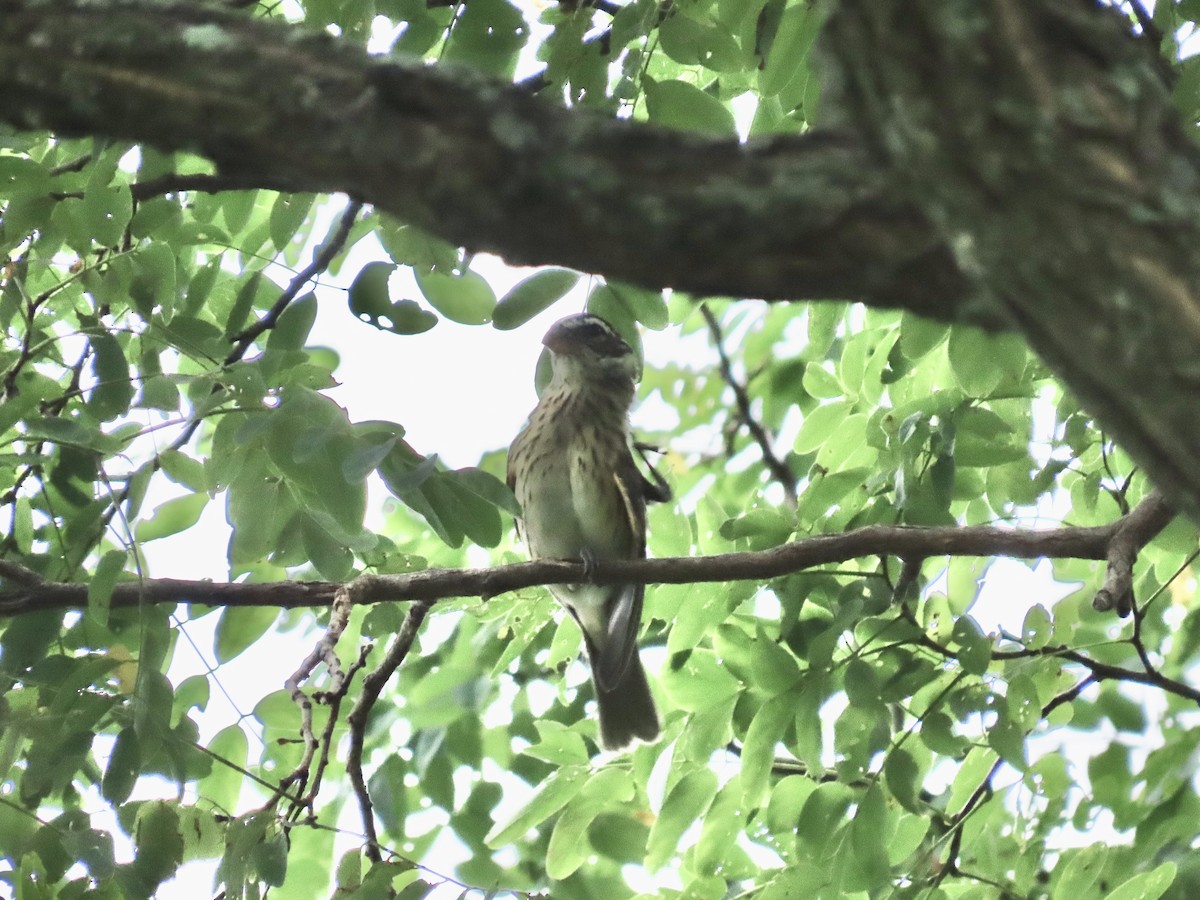 Rose-breasted Grosbeak - ML623194645