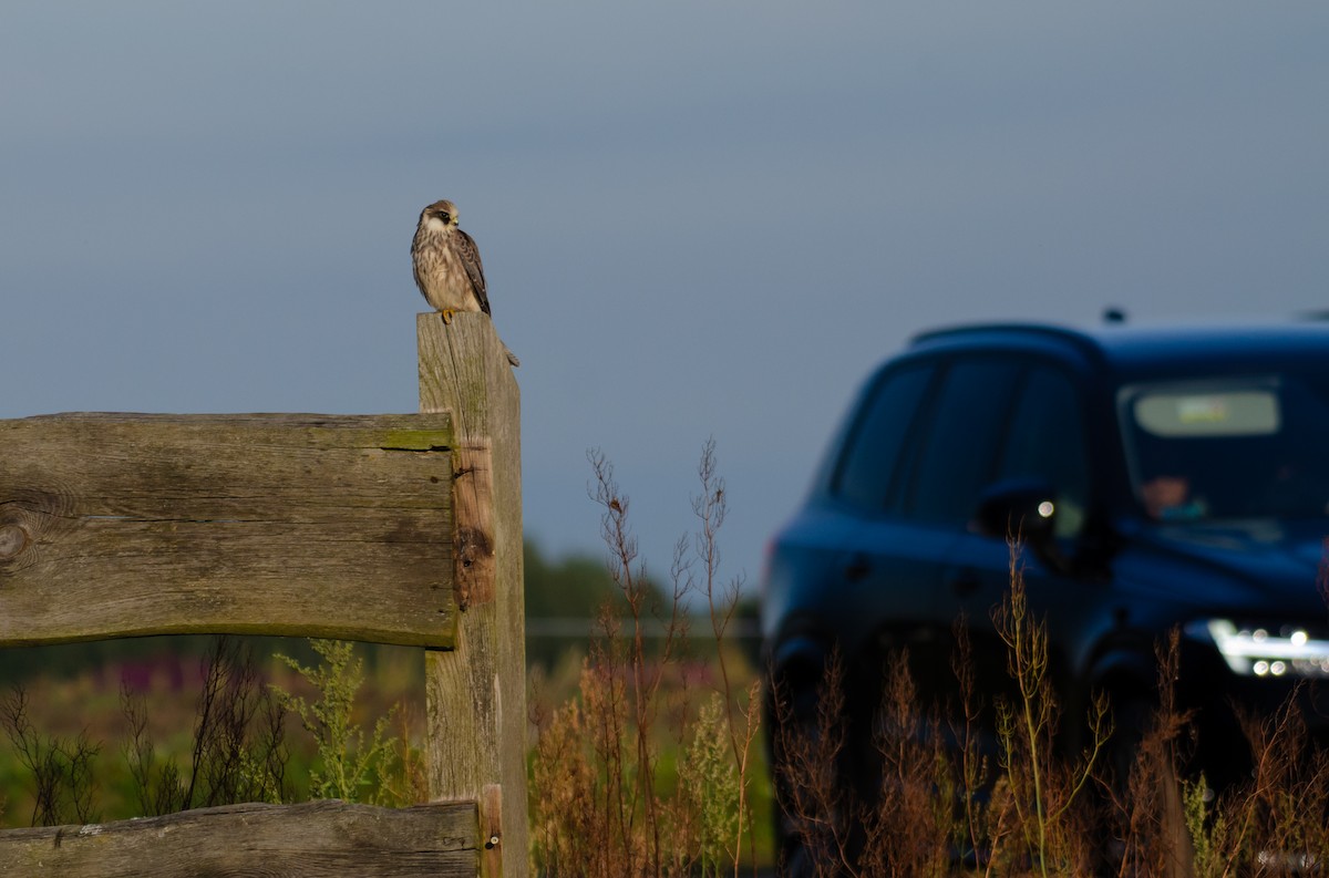 Red-footed Falcon - ML623194648