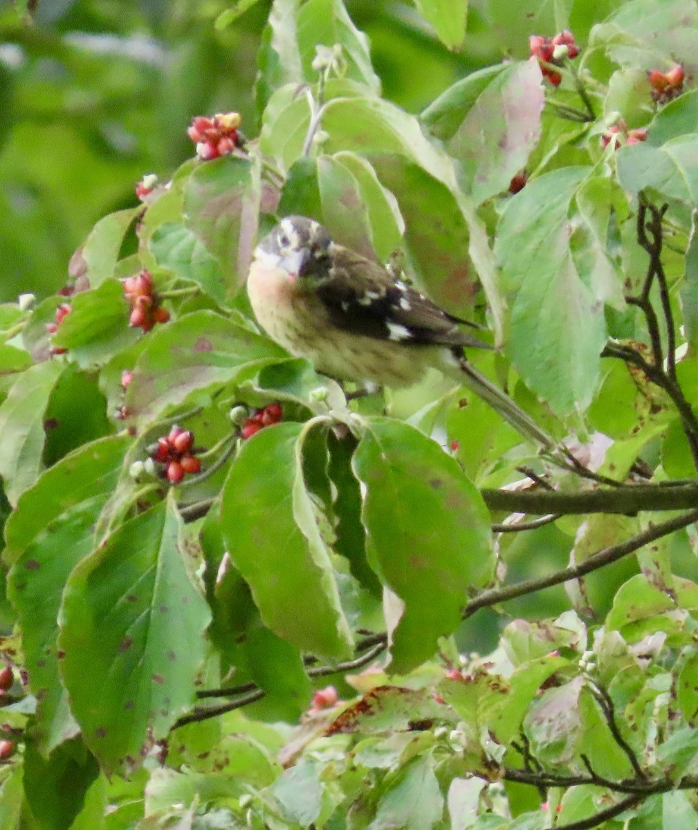 Rose-breasted Grosbeak - ML623194658