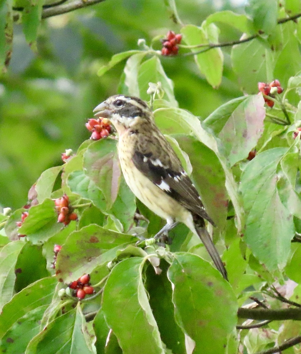 Rose-breasted Grosbeak - ML623194660