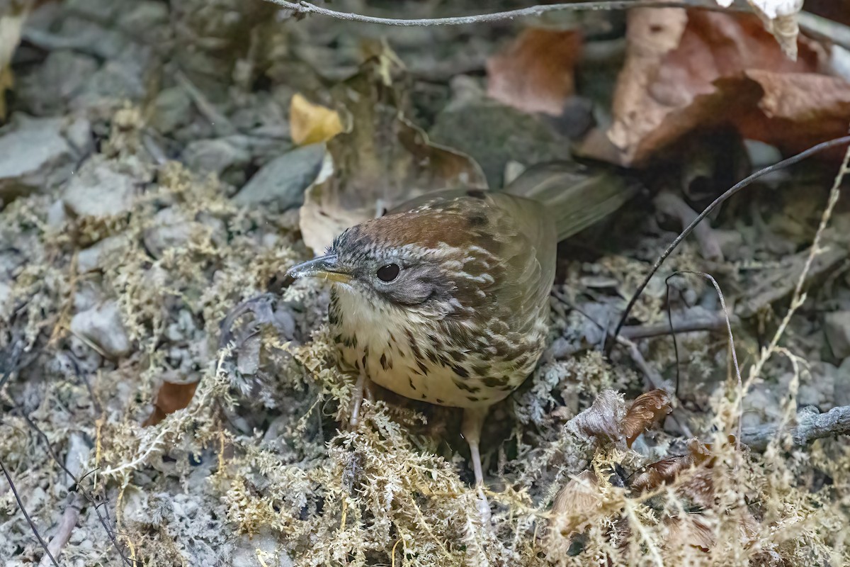 Puff-throated Babbler - ML623194672