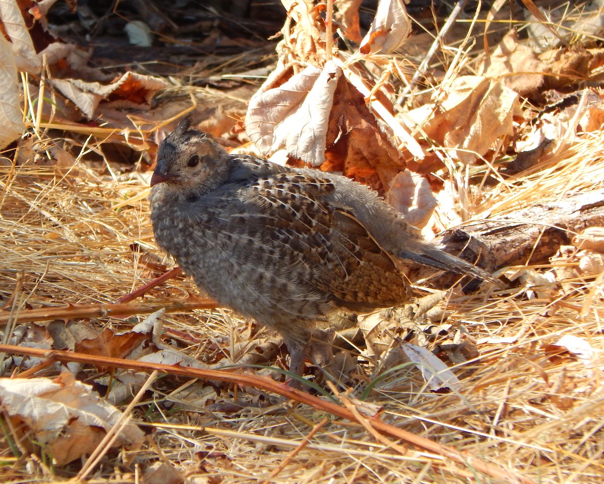 California Quail - ML623194694
