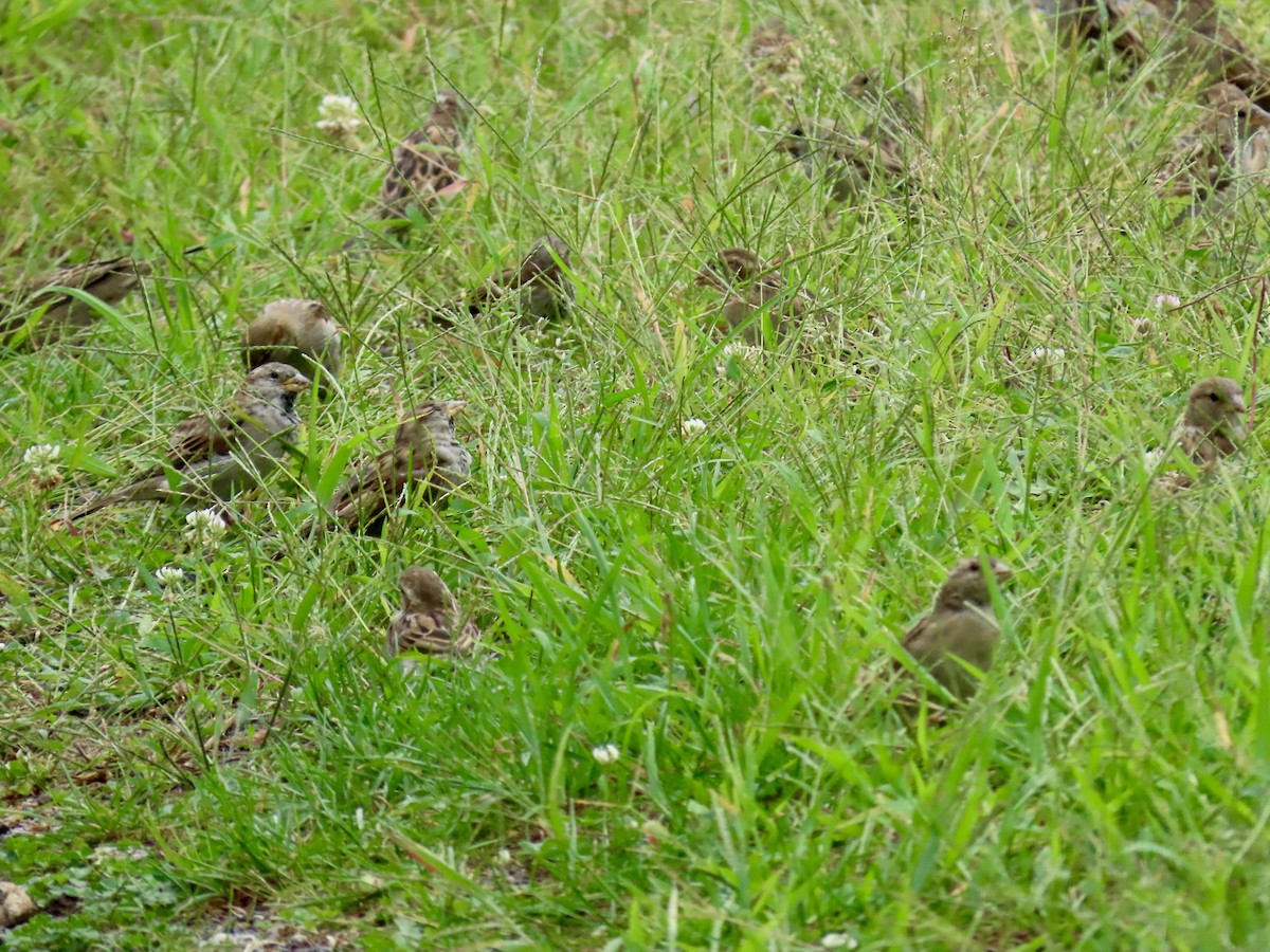 House Sparrow - ML623194712