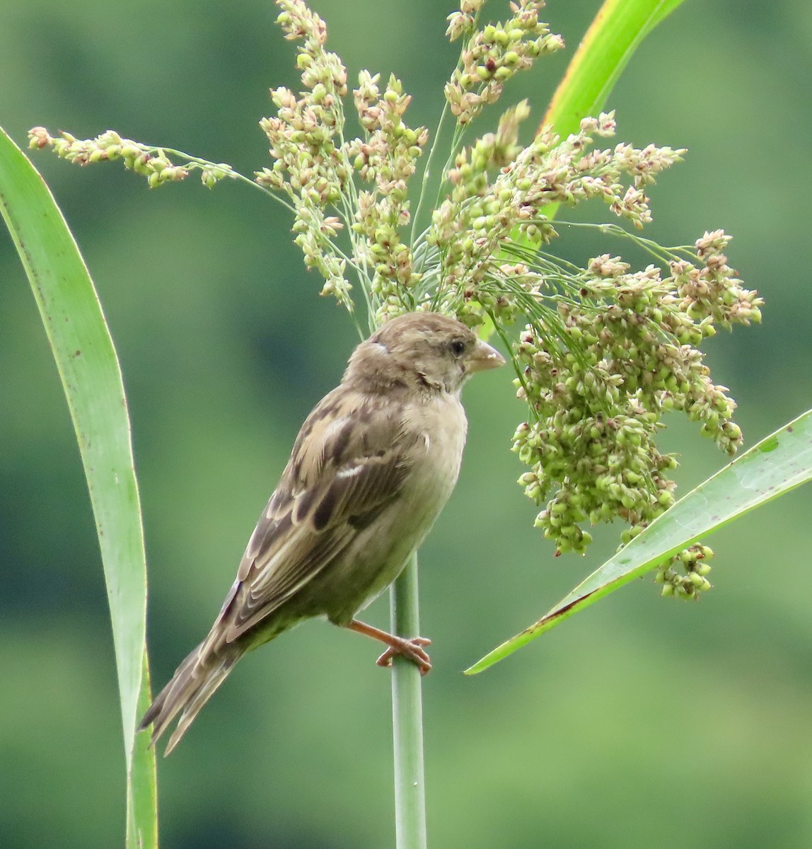 House Sparrow - ML623194719