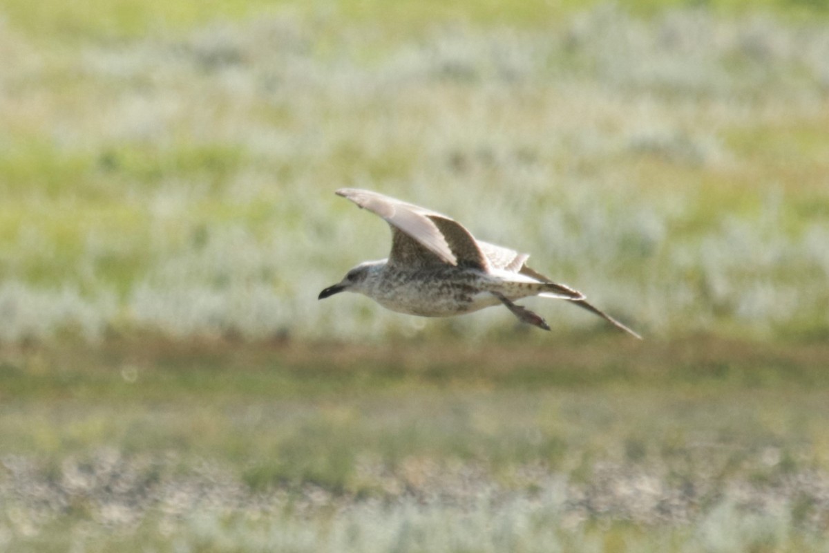 Lesser Black-backed Gull - ML623194762