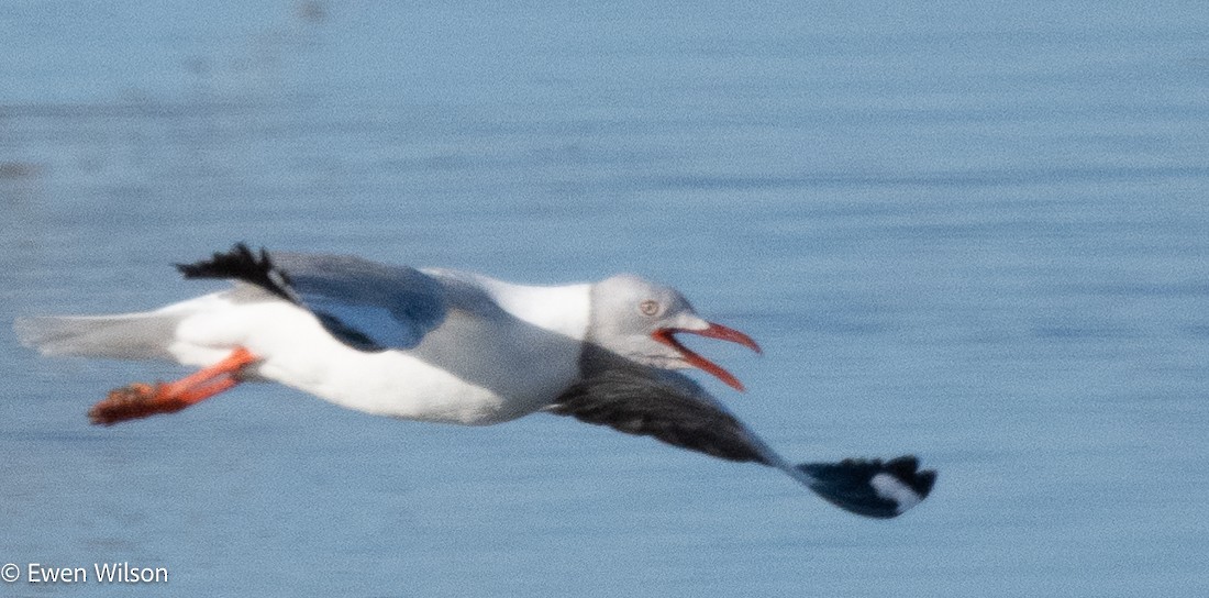 Gray-hooded Gull - ML623194791