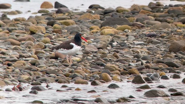 American Oystercatcher - ML623194815