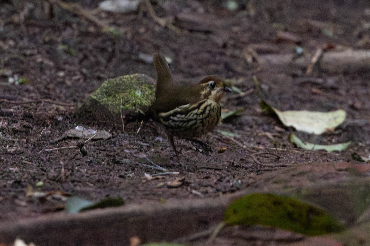 Short-tailed Antthrush - Eric VanderWerf