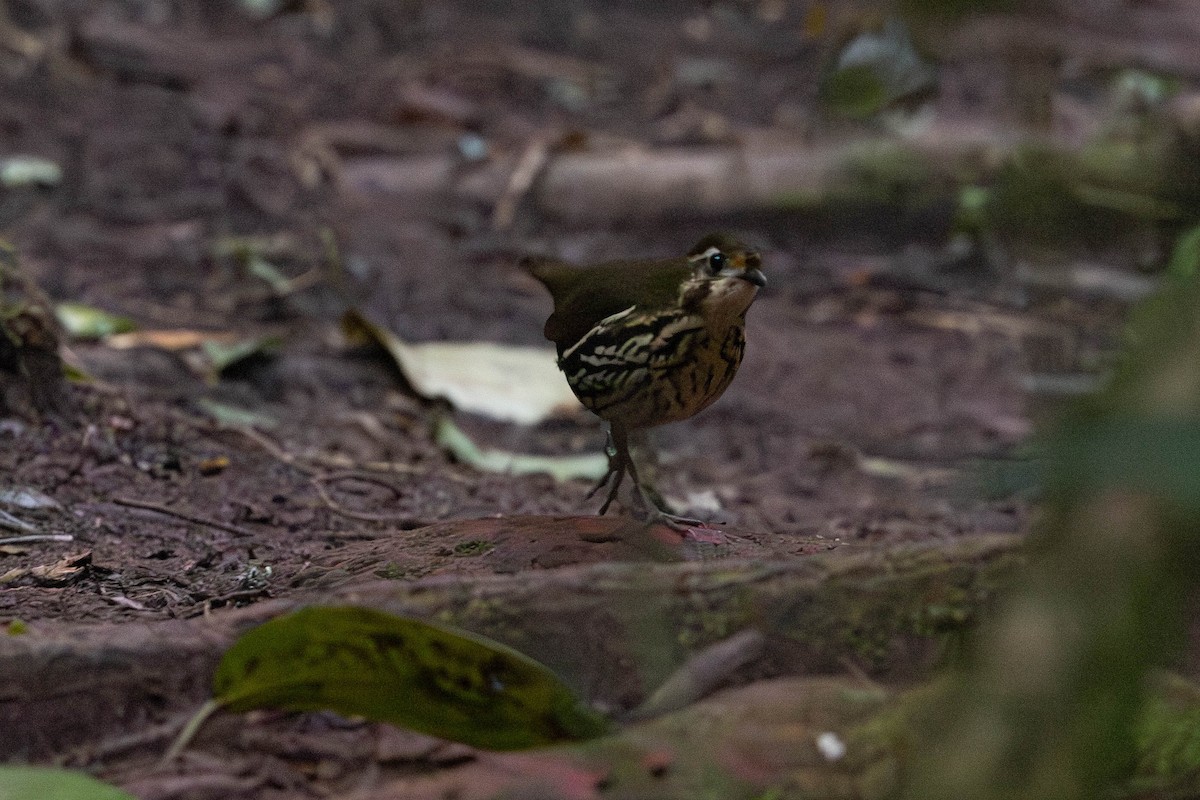 Short-tailed Antthrush - ML623194882