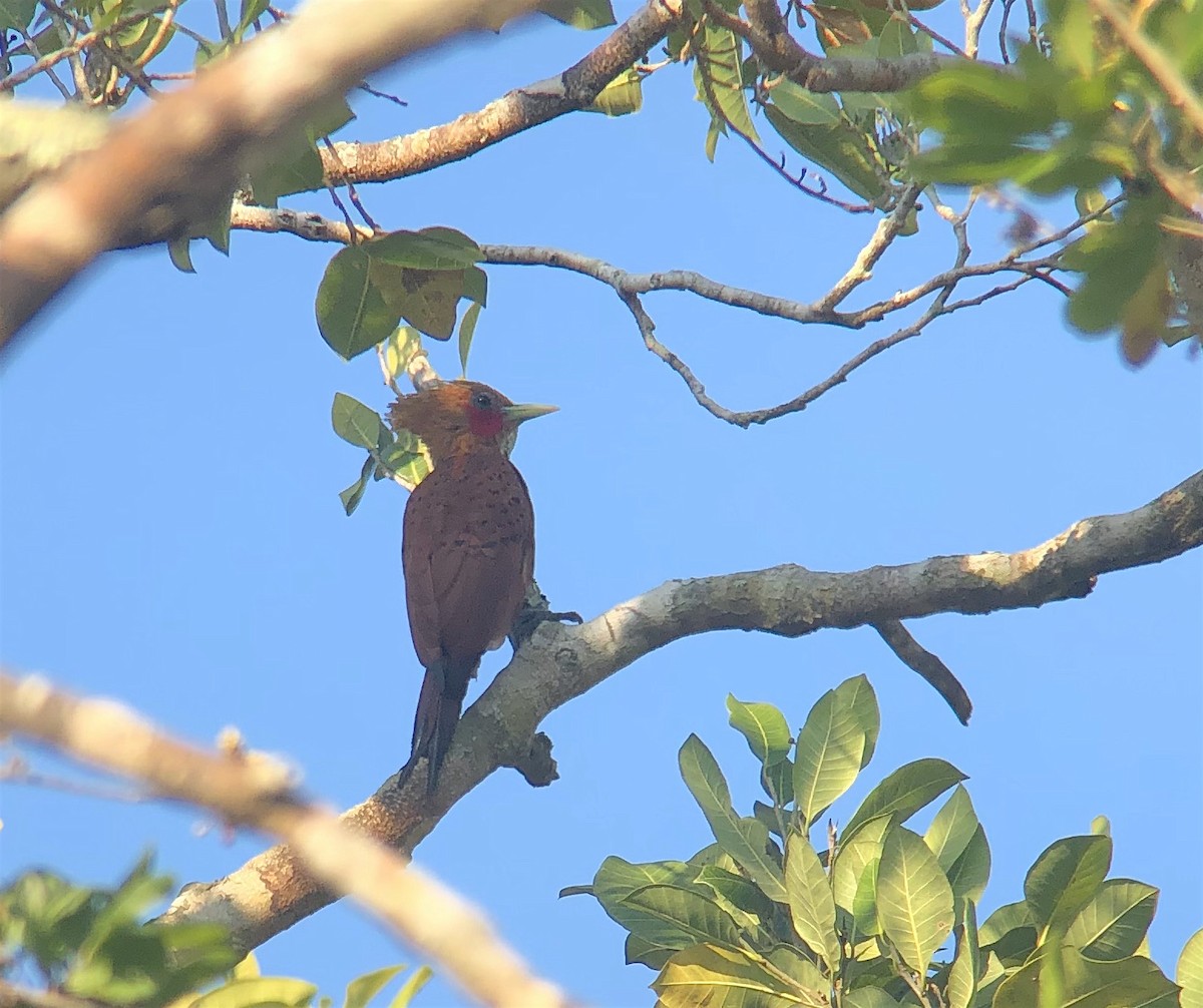 Chestnut-colored Woodpecker - ML623194951