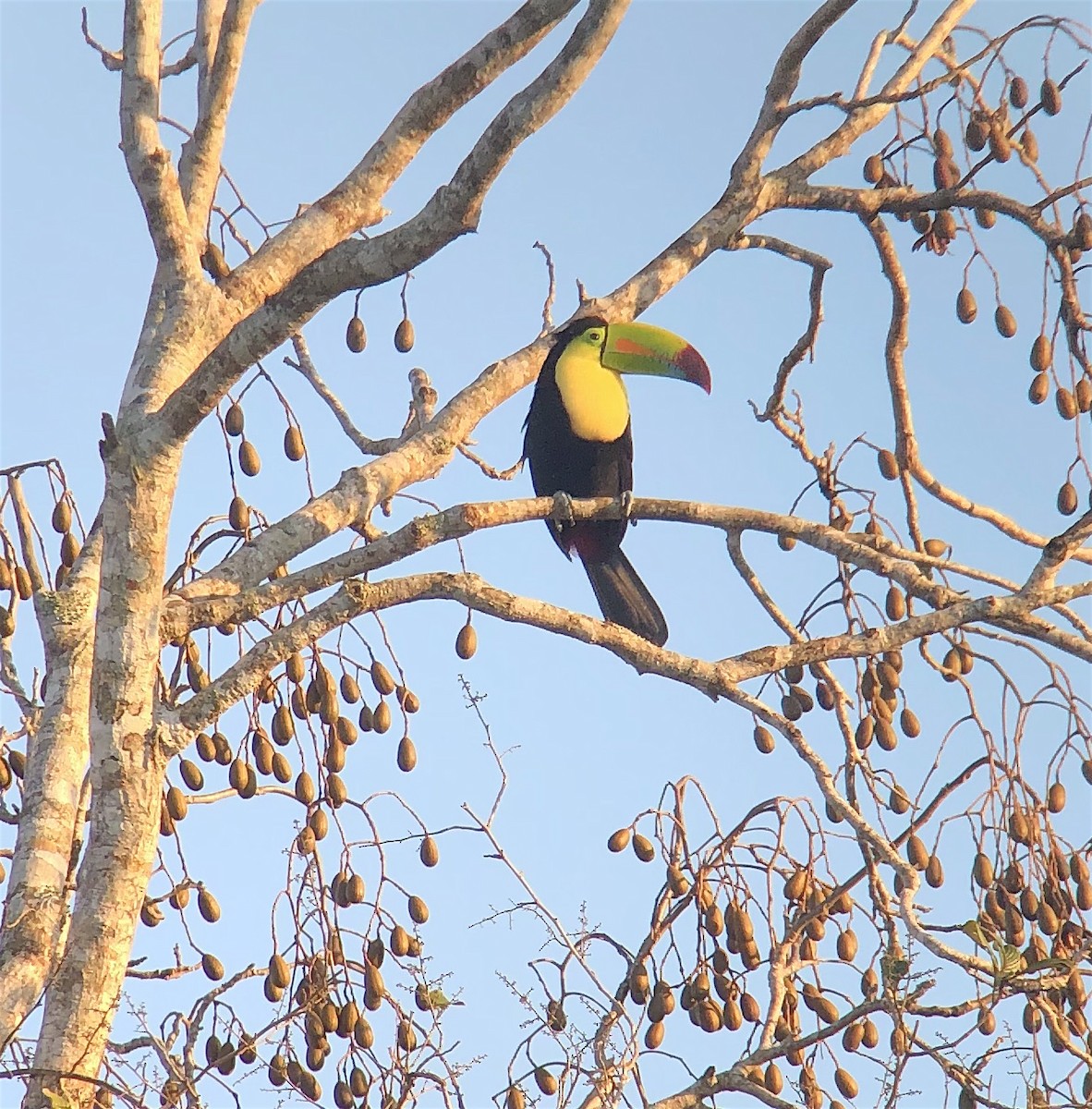 Keel-billed Toucan - ML623195015