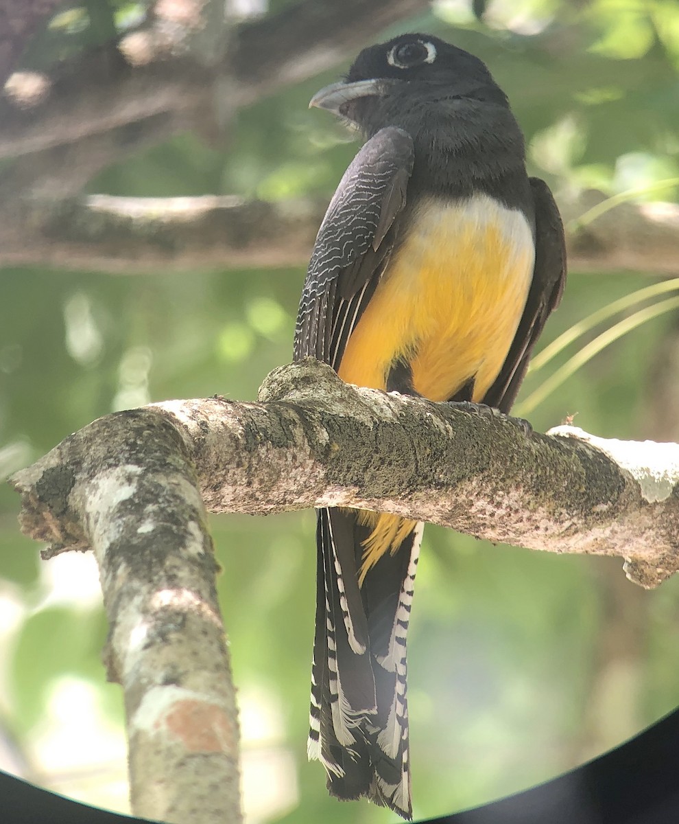 Gartered Trogon - ML623195130