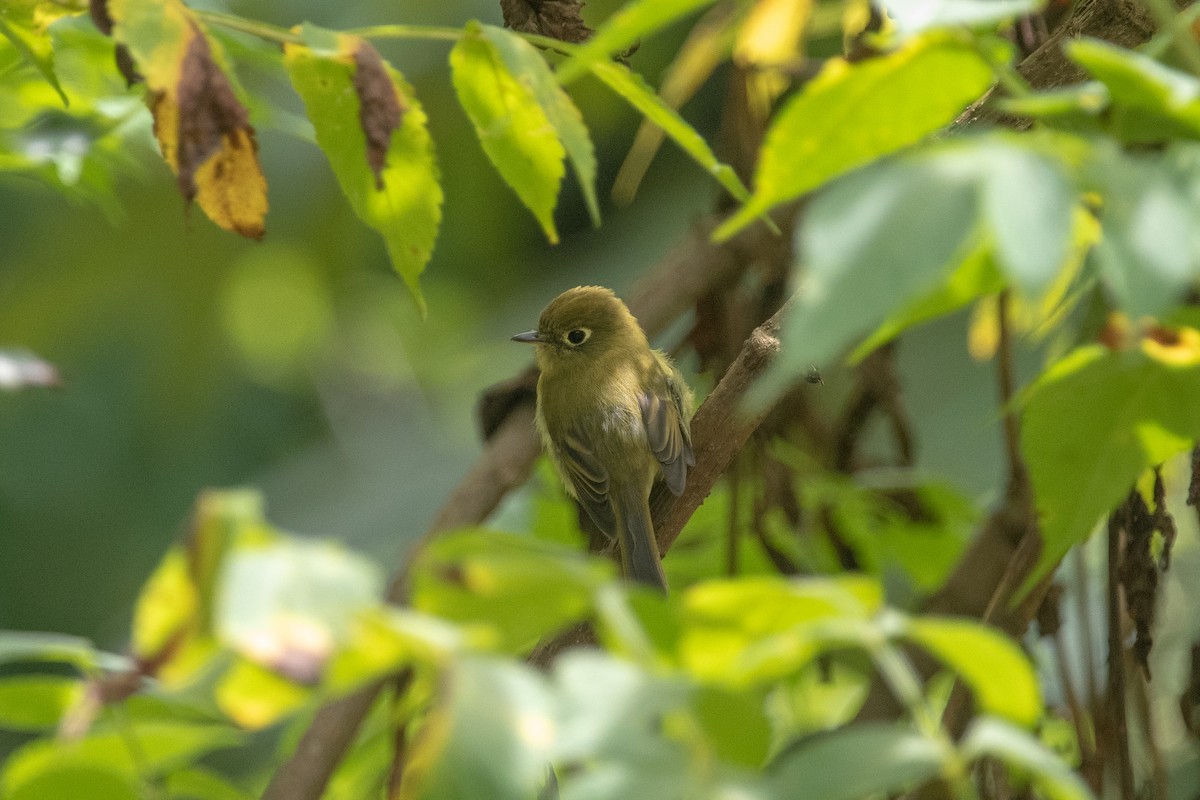 Yellowish Flycatcher - ML623195132