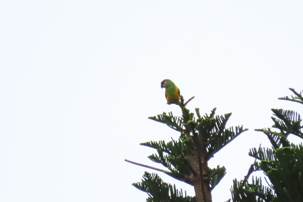 Senegal Parrot - Shane Dollman