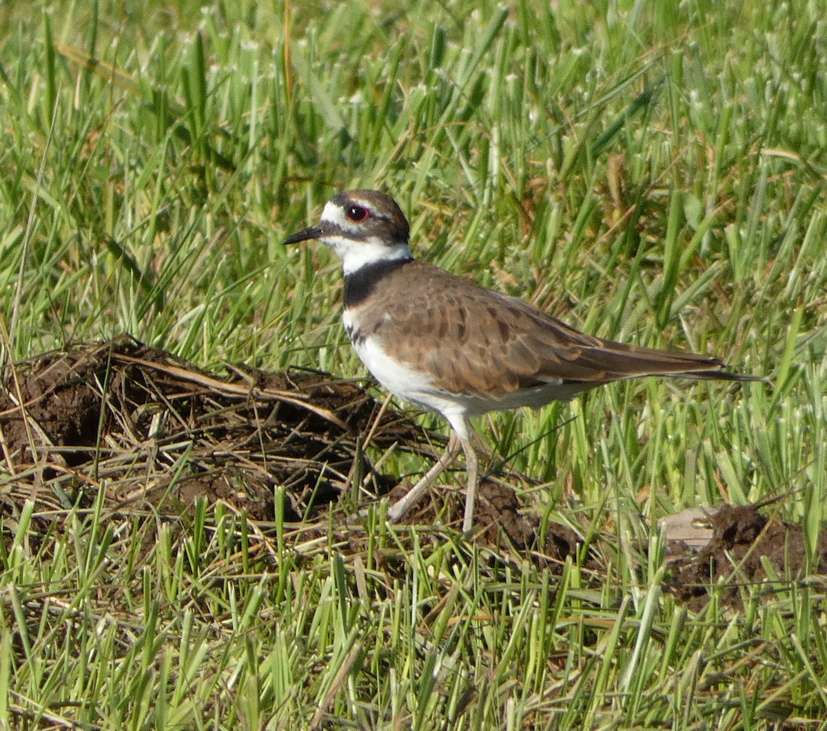 Killdeer - ML623195285